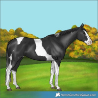 Horse Color:Black Splash Tobiano 