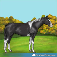 Horse Color:Smoky Black Splash Tobiano 