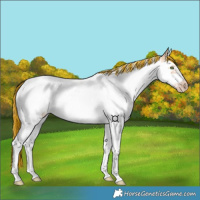 Horse Color:Painted Silver Classic Champagne Dun Splash Tobiano Frame 