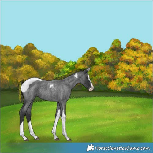 Horse Color:Painted Blue Roan Splash Tobiano 