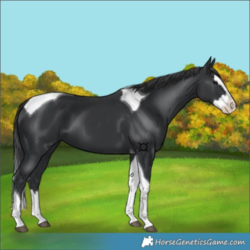 Horse Color:Black Splash Tobiano 
