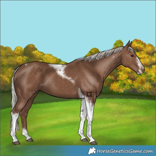 Horse Color:Silver Black Tobiano Frame 