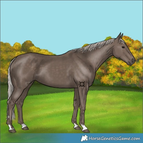 Horse Color:Silver Black 