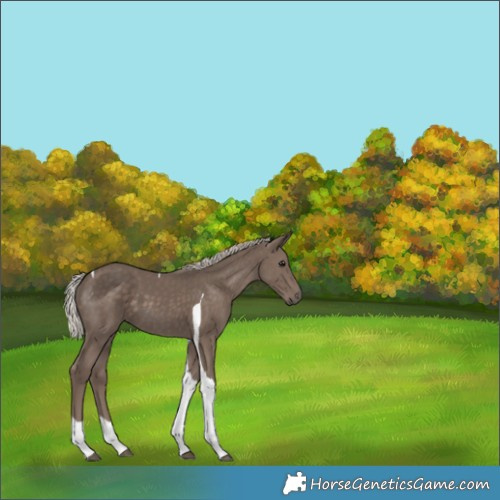 Horse Color:Silver Black Tobiano 