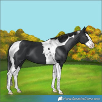 Horse Color:Black Splash Tobiano 