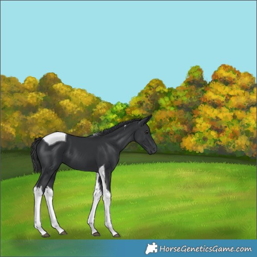Horse Color:Black Tobiano