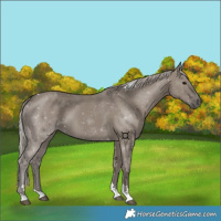 Horse Color:Silver Grullo Tobiano 