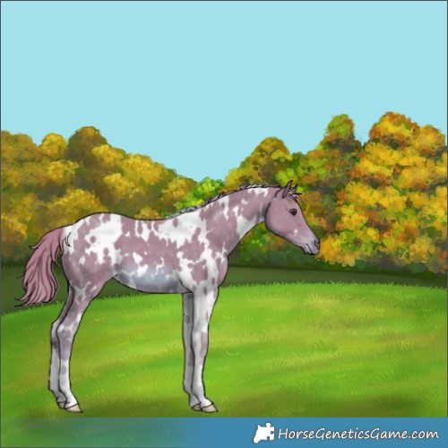 Horse Color:Watercolor White Spotted Chestnut 