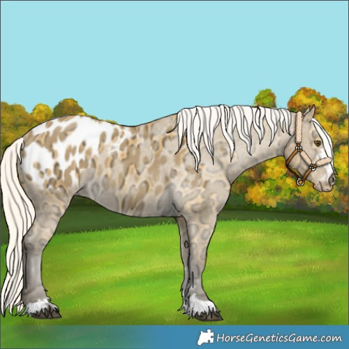 Horse Color:Silver Buckskin Ice Dun Appaloosa 