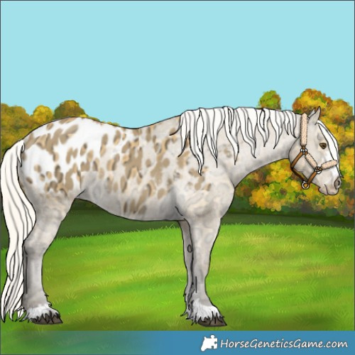 Horse Color:Silver Buckskin Ice Dun Appaloosa 