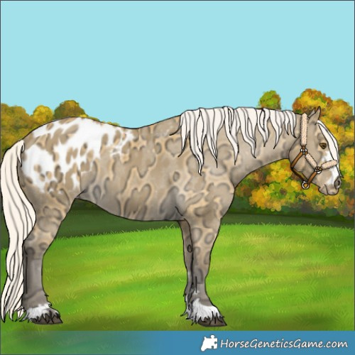Horse Color:Silver Buckskin Ice Dun Blanket