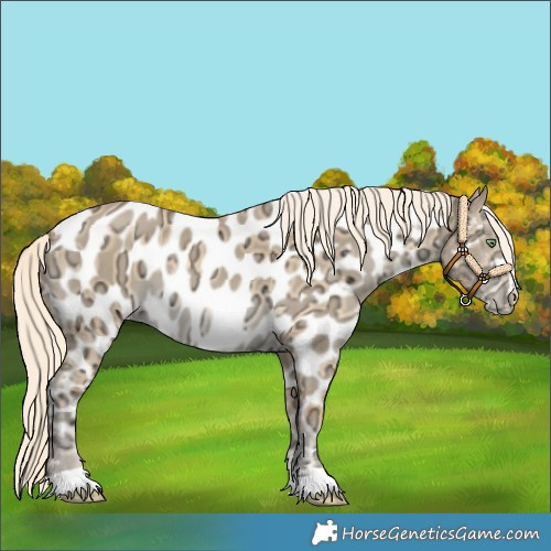 Horse Color:Gold Cream Champagne Ice Dun Appaloosa 