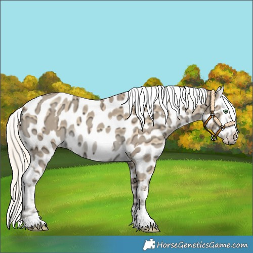 Horse Color:Gold Cream Champagne Ice Dun Near Leopard 