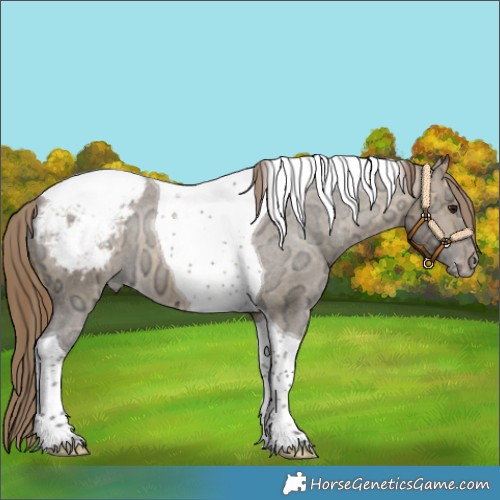 Horse Color:Buckskin Ice Dun Tobiano Appaloosa 