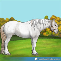 Horse Color:Buckskin Ice Dun Tobiano Snowcap 
