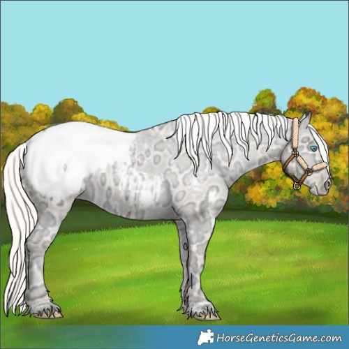 Horse Color:White Spotted Cremello Ice Dun Appaloosa 