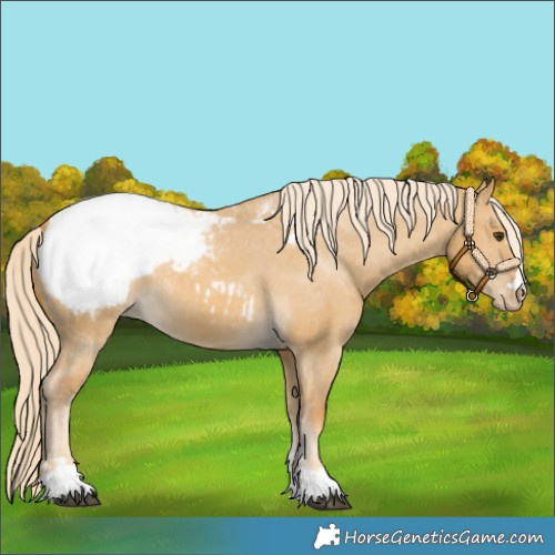 Horse Color:Palomino Dun Appaloosa 