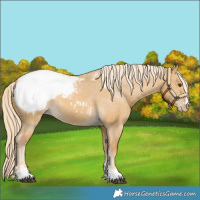 Horse Color:Palomino Dun Appaloosa 