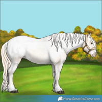 Horse Color:Palomino Dun Snowcap 