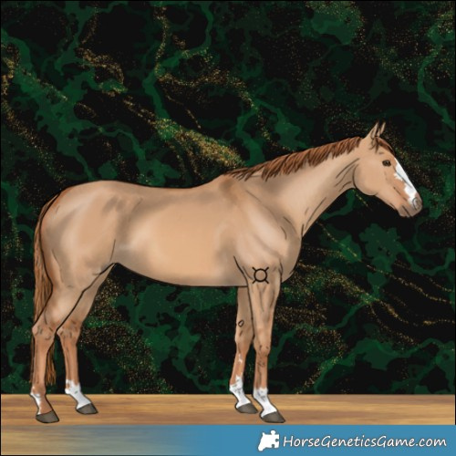 Horse Color:Red Dun 