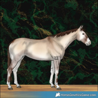 Horse Color:Red Dun Onyx 
