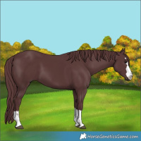 Horse Color:Chocolate Black 