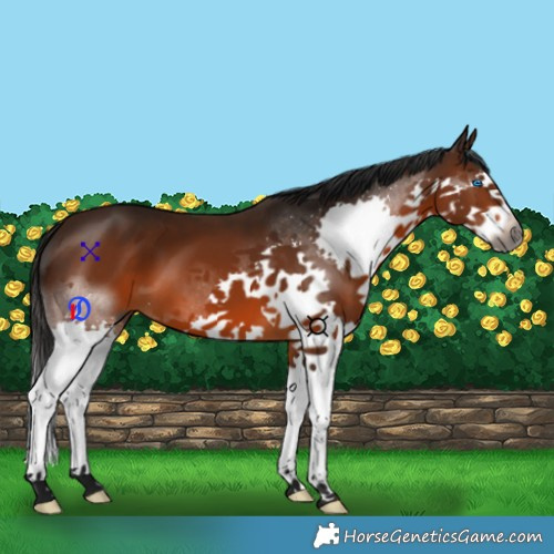 Horse Color:Gray Bay Splash 