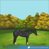 Horse Color:Black 