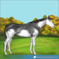 Horse Color:Black Splash