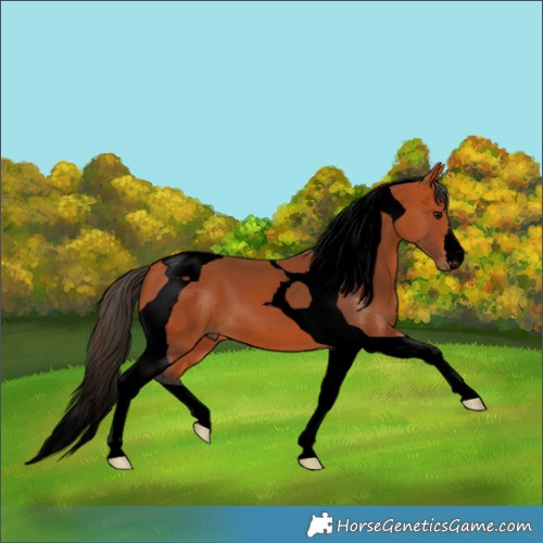 Horse Color:Void Bay Tobiano 