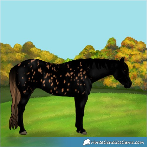 Horse Color:Void Chestnut Tobiano Blanket 