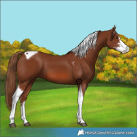 Horse Color:Chestnut Sabino Tobiano