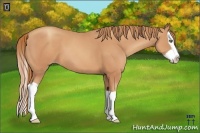 Horse Color:Gold Champagne Splash 