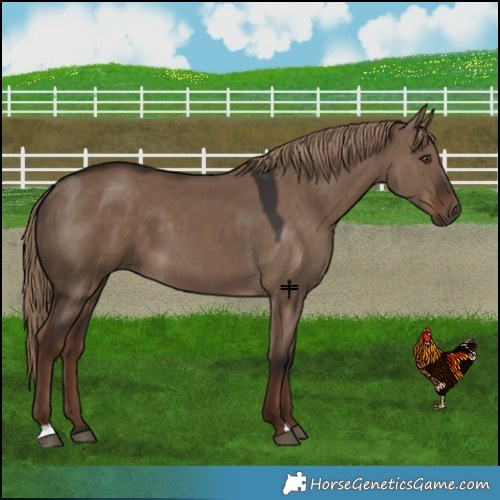 Horse Color:Liver Red Dun 