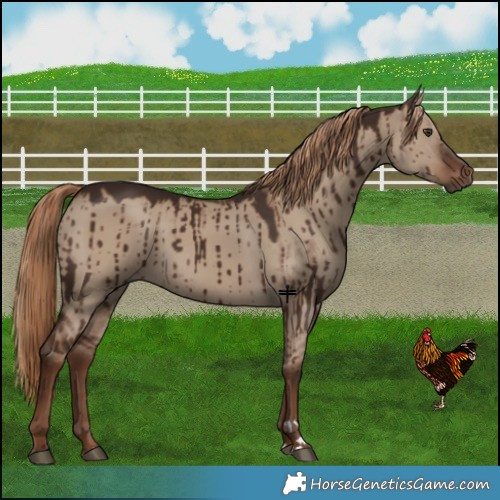 Horse Color:Liver Red Dun Brindle 