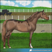 Horse Color:Liver Red Dun 