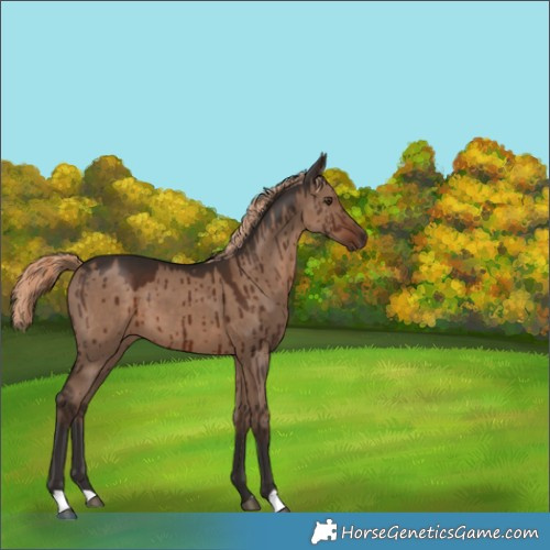 Horse Color:Liver Red Dun Brindle 