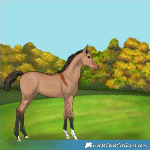 Horse Color:Bay Dun 