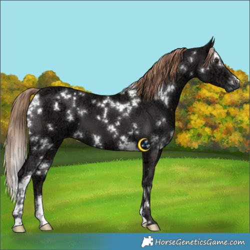 Horse Color:White Spotted Liver Chestnut Ice 