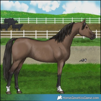 Horse Color:Liver Red Dun Rabicano 