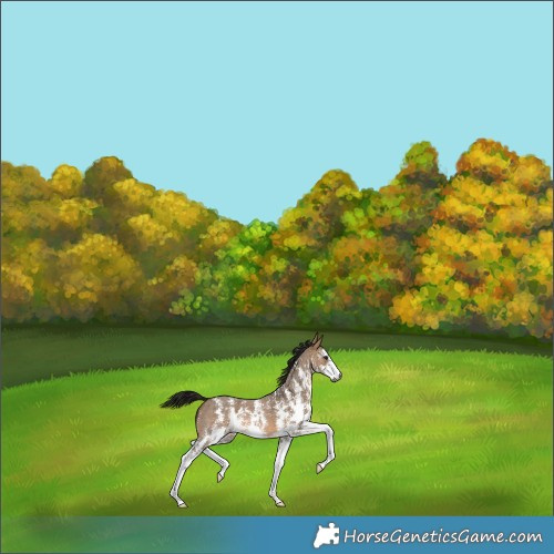 Horse Color:Gray Bay Dun Sabino 