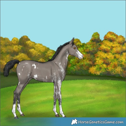 Horse Color:White Spotted Grullo 
