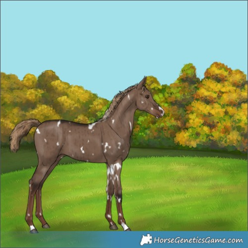 Horse Color:White Spotted Liver Red Dun Brindle 