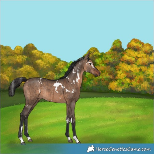 Horse Color:White Spotted Brown Dun Rabicano Brindle 