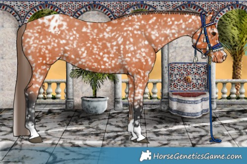 Horse Color:Bay Appaloosa Rabicano
