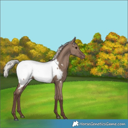 Horse Color:Silver Grullo Appaloosa 