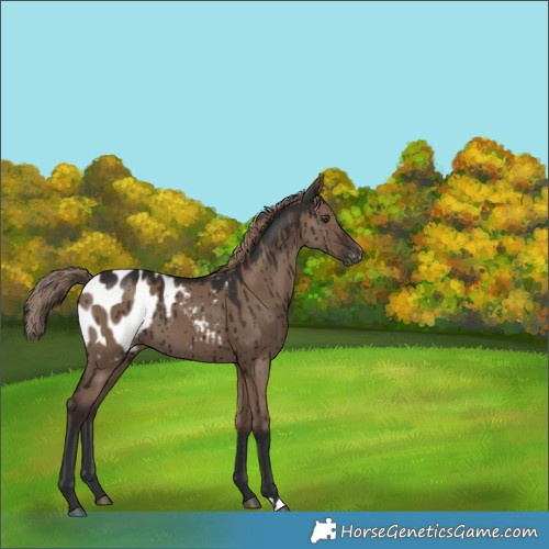 Horse Color:Liver Red Dun Appaloosa Brindle 