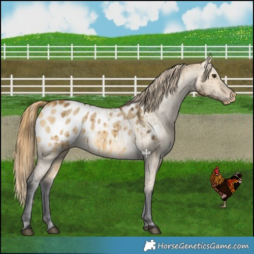 Horse Color:Buckskin Dun Blanket Brindle 