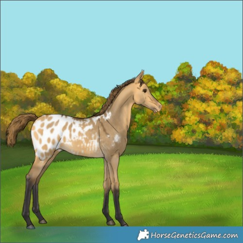 Horse Color:Buckskin Dun Appaloosa 