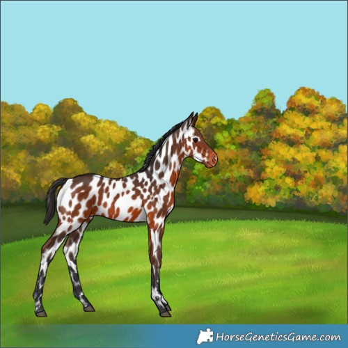 Horse Color:Brown Near Leopard 